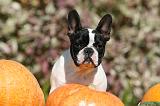 BOULEDOGUE FRANCAIS 1267
